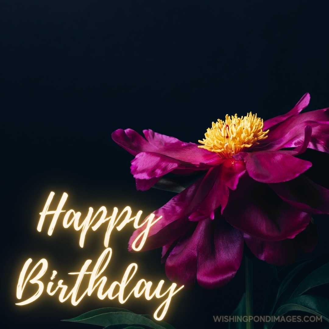 Beautiful magenta peony on black background. Happy Birthday Purple Flower Images
